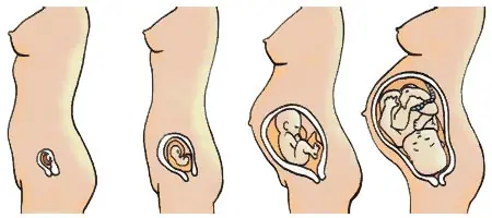 De donde nacen los bebes?