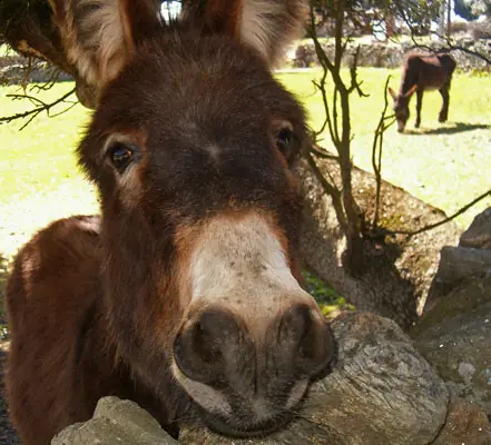 Los animales lloran.