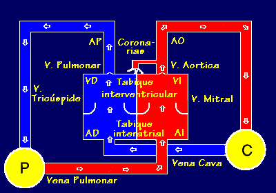 Sistema Cardiovascular