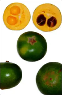 pulpa