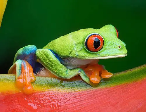 colores