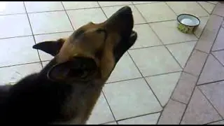 Animales