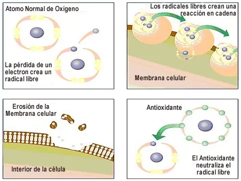 Antioxidantes indispensables