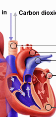 corazon