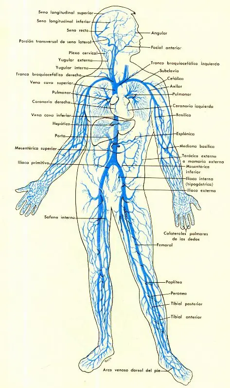 cardiovascular