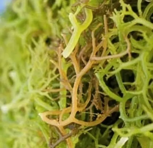 14 Cosas que no quieres saber acerca de lo que comes