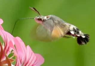 Animales Curiosos! pasa y divertite