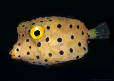 Curiosos