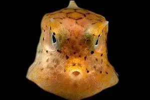 raros