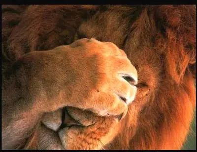 oh animales gigantes!!!