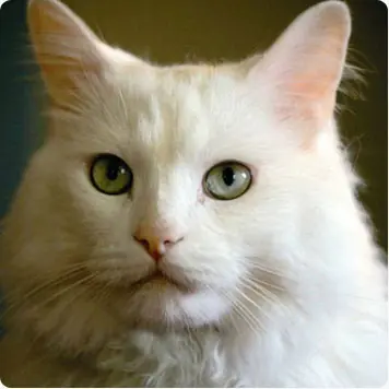 gato