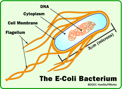 E.coli y su Propagación