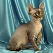 Yo quiero de estos gatos!!!!!