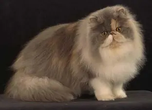 Yo quiero de estos gatos!!!!!