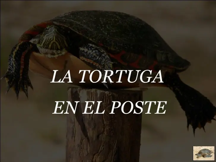 La tortuga en el Poste