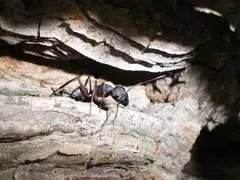 Los insectos mas raros del mundo