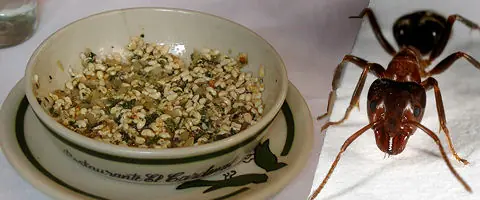 6 alimentos más terroríficos en el mundo