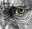 The Walking Dead