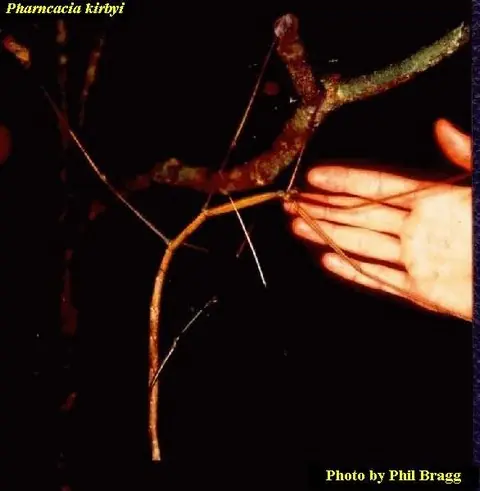 Los insectos mas raros del mundo