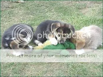 Perros contra un cocodrilo