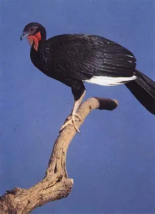 extincion