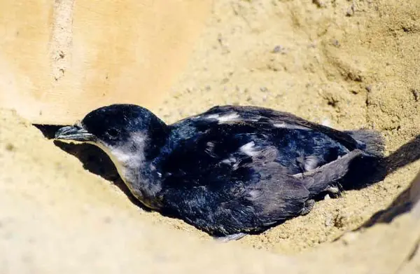 Animales en Peligro de Extincion [MegaRecontraHiperpost]