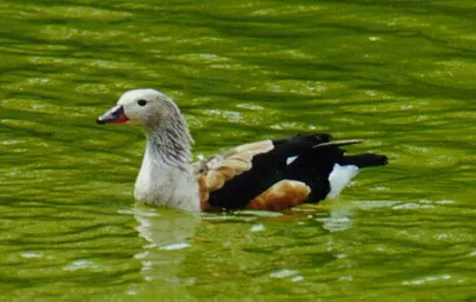 critico