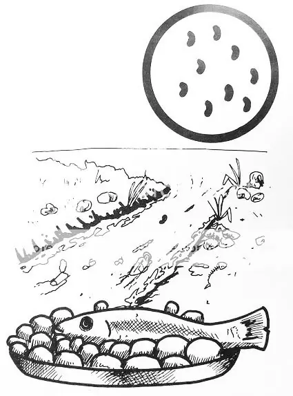 bacteria