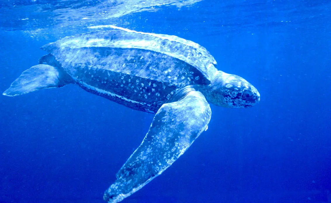 top 10 de animales en peligro