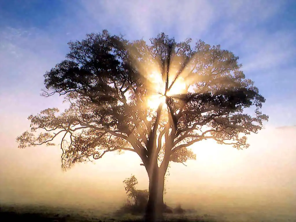 arboles