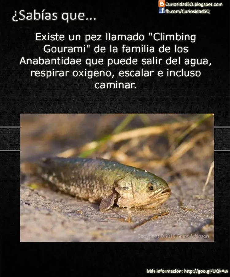 informacion