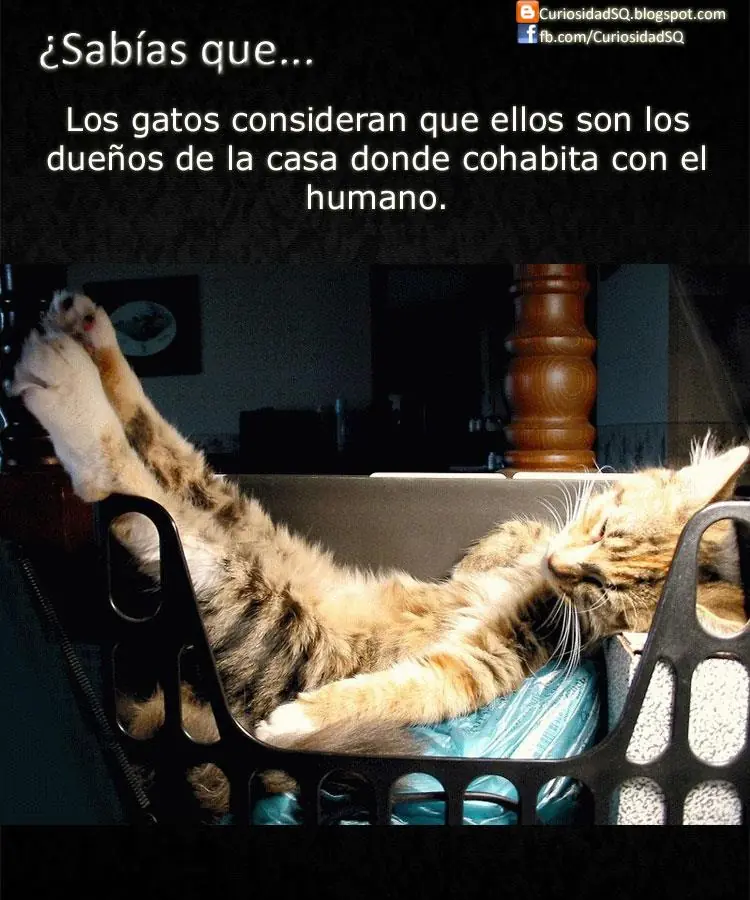 humor