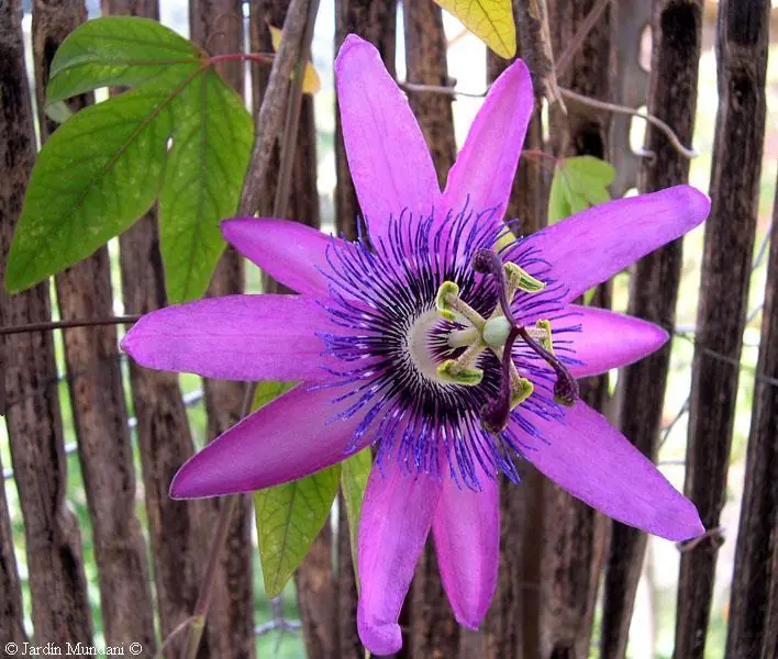 flor de la pasion