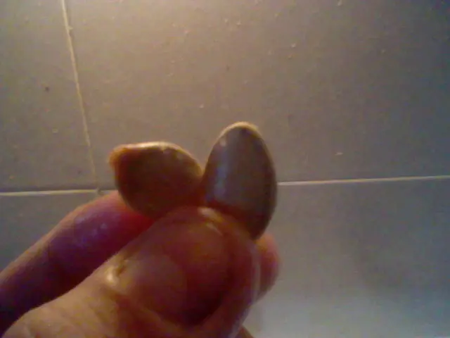 semillas cala