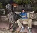 animales gigantes