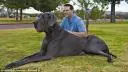 perro mas grande del mundo