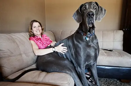 El perro más grande del mundo