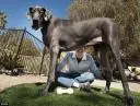 animales gigantes
