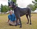 perro mas grande del mundo
