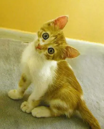 Curiosidades -Parte I-