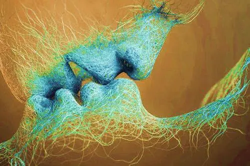 cuerpo humano