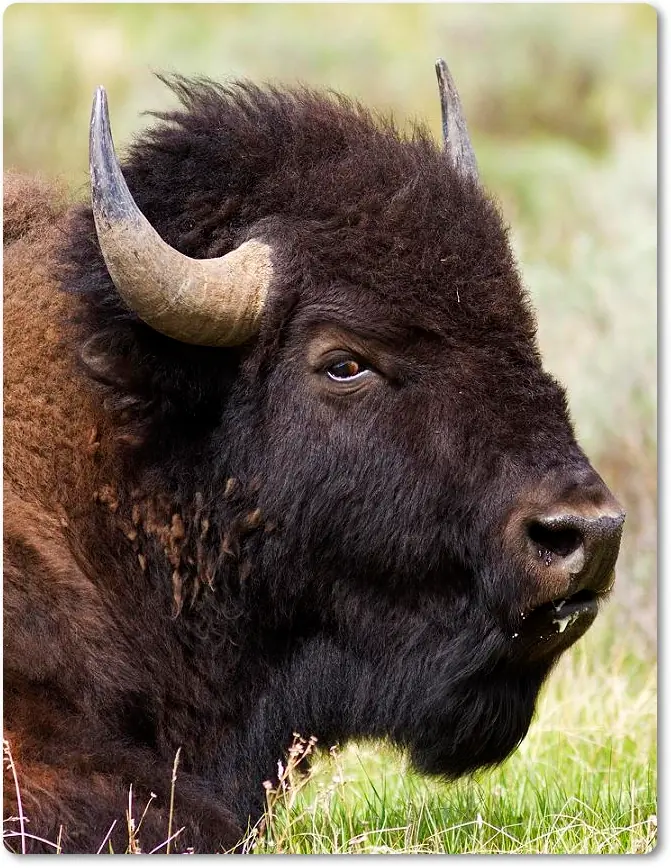 El bisonte americano (Bison bison)