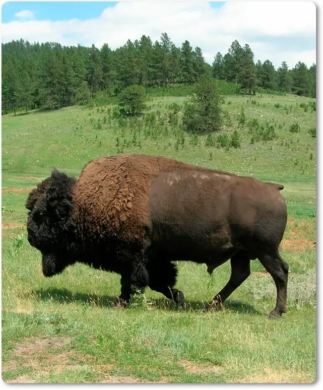 Bisonte