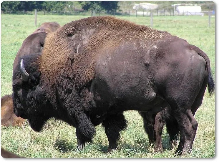 Bisonte