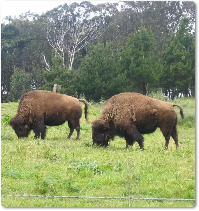El bisonte americano (Bison bison)