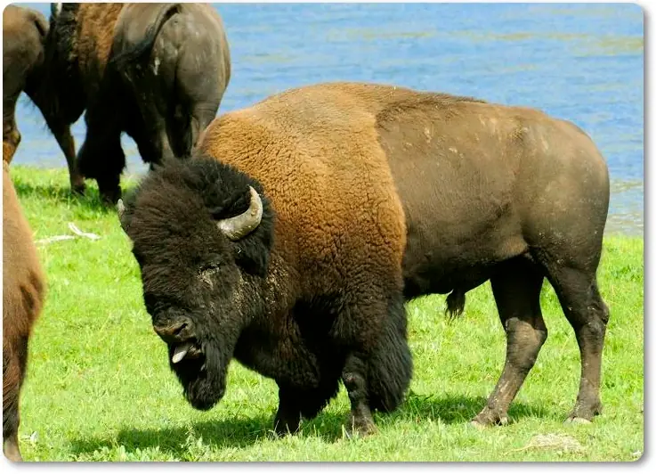 animal