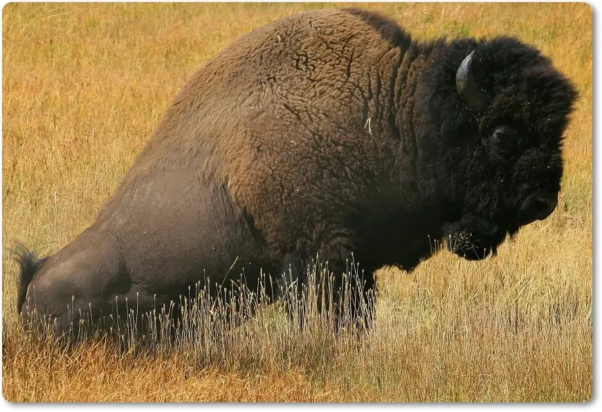 Bisonte