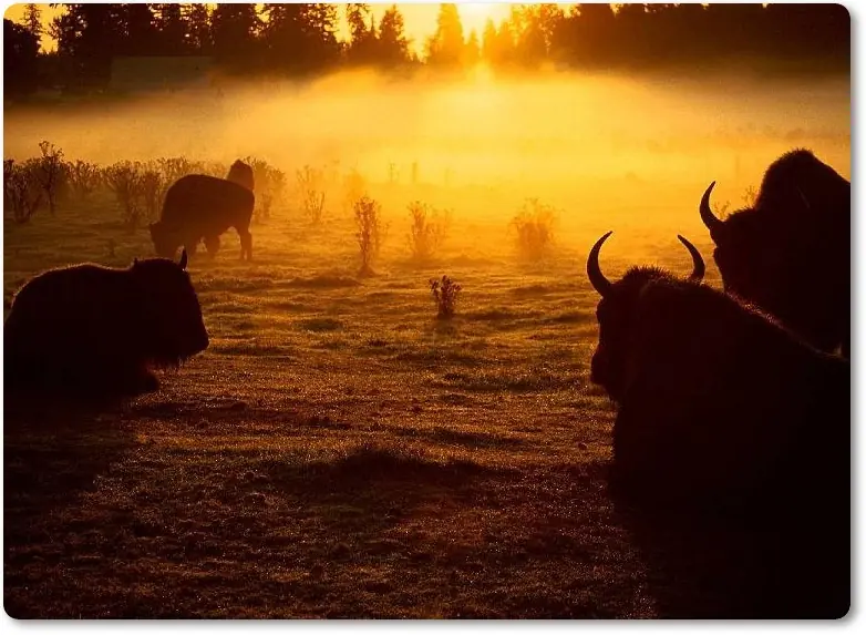 El bisonte americano (Bison bison)