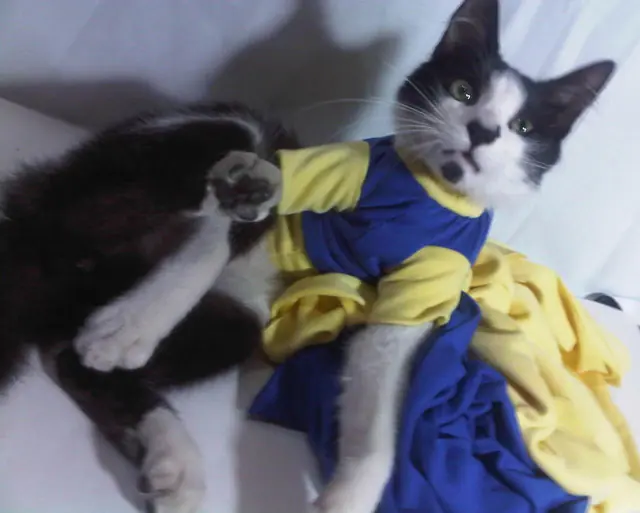 mascotas