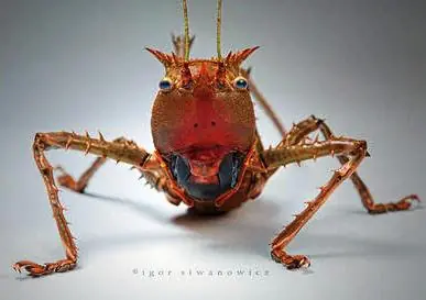 insectos